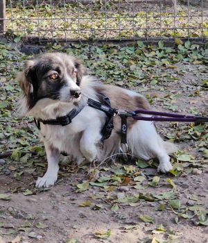 Rumaenienreise-11_24_Tag1-2 (11)