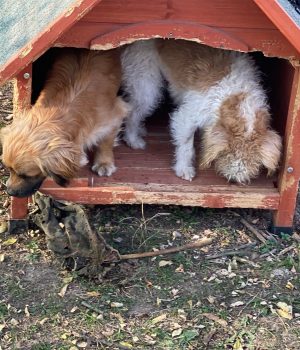 Rumaenienreise-11_24_Tag1-2 (14)