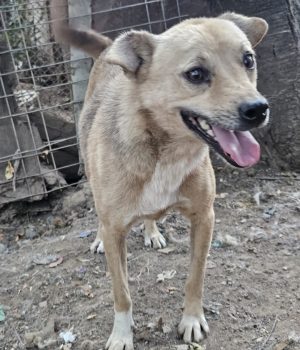 Fibi