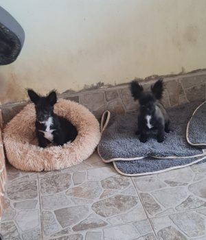Fleddi und Arla