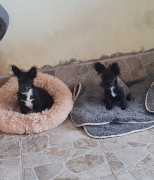 Fleddi und Arla