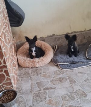 Fleddi und Arla