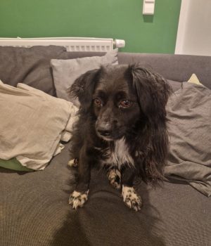 Tino