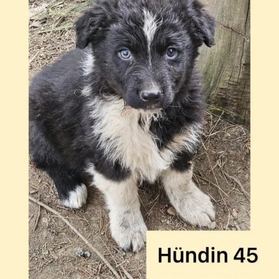Hündin 45