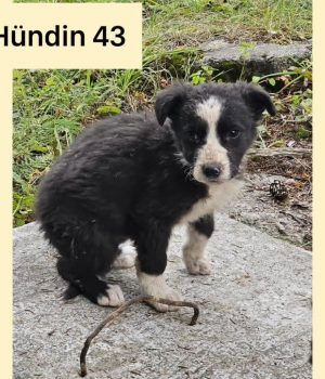 Hündin 43