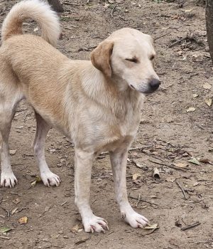 heller Rüde bei Ana