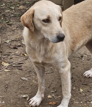 heller Rüde bei Ana