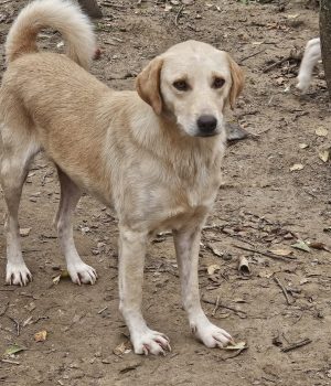 heller Rüde bei Ana