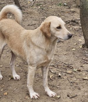 heller Rüde bei Ana