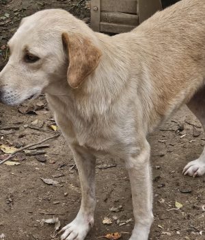 heller Rüde bei Ana