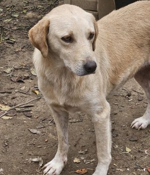 heller Rüde bei Ana