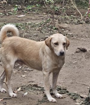 heller Rüde bei Ana