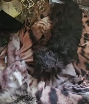 Screenshot_20260130_201038_com.facebook.katana_edit_4378680106471956