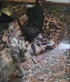 Screenshot_20260130_201040_com.facebook.katana_edit_4378669625465186