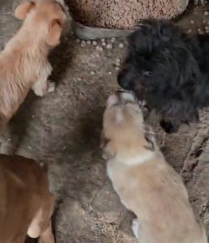 Screenshot_20260130_201138_com.huawei.himovie.overseas_edit_4378725152789136