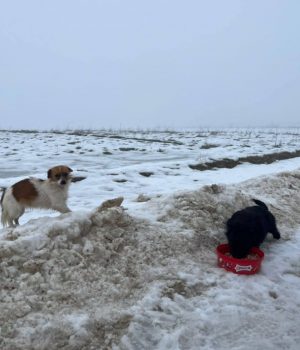 Screenshot_20260201_151650