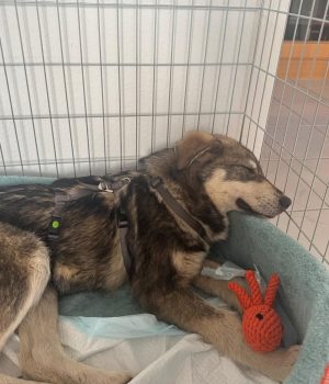 Screenshot_20260208_220215_com.facebook.katana_edit_4719882602422496